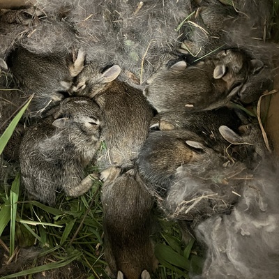 ARC Wild has perfected the art of rescuing baby rabbits with a 90% rate of return to the wild!