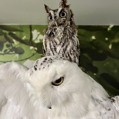 An odd resting place for our ambassador, Shiloh the screech owl.