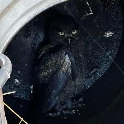 Oil + Great Horned Owlets required a multi-county rescue but they flew free in August